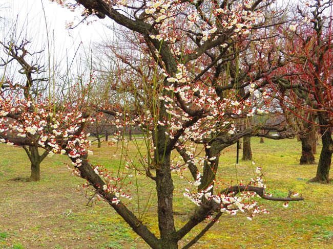 チャリの新車を購入したので、淀川河川敷～毛馬水門～桜ノ宮公園～大阪城とサイクリングしながら<br /><br />ついでに野鳥探して来ました。<br /><br />（チャリは３段Ｘ８段＝２４段で坂道も楽々で乗り心地は最高でした）<br /><br />大阪城梅林の梅の花、咲くのはまだまだ先の様です<br /><br /><br /><br /><br /><br /><br />　表紙　　　　　　　　　　　　　　　　　　　大阪城チャリ