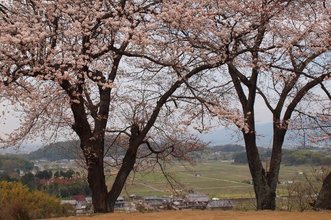 桜咲く「記紀万葉のふるさと＝奈良」 　 その①　自転車で巡る明日香村
