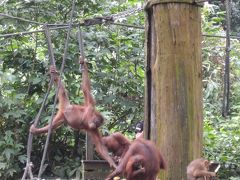 子連れでボルネオ島★オランウータン&てんてんてんぐざる～★（息子4歳＆娘8ヶ月）