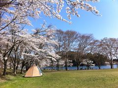 志高湖は満開でした！