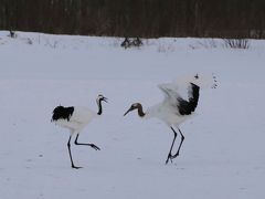 旅するイルカ♪　冬の北海道へ　Day1 釧路　丹頂鶴編