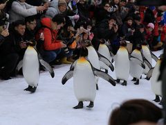 旅するイルカ♪　冬の北海道へ　Day3　旭山動物園～ちょっと美瑛、富良野麓郷編