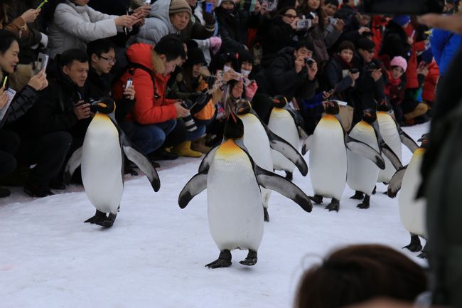 Day3　旭山動物園とちょっと美瑛、富良野麓郷へ<br />この旅も今日が最終日　でも堪能したよ<br />最終日は動物園がメインで他は時間つぶし<br />でも　時間つぶしもまたいいんだよね<br />今回の旅総評といたしまして　盛りだくさんで<br />充実していました<br />やっぱ美瑛は冬か春か夏か秋←年中やないかえ！！<br />ウヒッ！！<br />では　旭山動物園～美瑛、富良野麓郷編　どうぞ