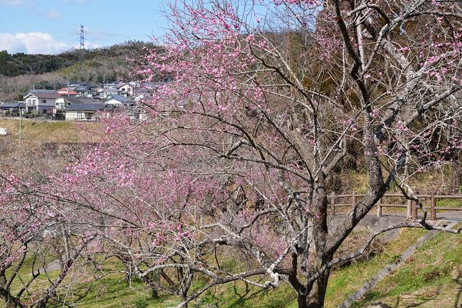 　2月15日から梅まつりが始まったという吉野梅園へ行ってきました。まだ1〜2分咲で見頃には程遠い状況でした。<br />　吉野梅園は、臥龍梅など梅が約500本もある県内でも有数の梅の名所です。<br />　吉野梅園を代表する梅は臥龍梅、龍が臥した姿に似ていることが名前の由来とされています。太宰府天満宮（福岡県）の梅の枝を持ち帰ったことが始まりだと伝えられ、特別な梅として境内に約50本植えられています。ただし、まだつぼみでした。