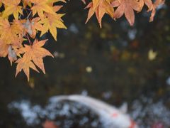 南禅寺・東福寺の紅葉&通天もみじうどんを食べた！秋の京都旅２日目！