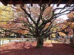 晩秋の紅葉をたのしむ：(2)樹齢400年の大楓 in 雷山千如寺