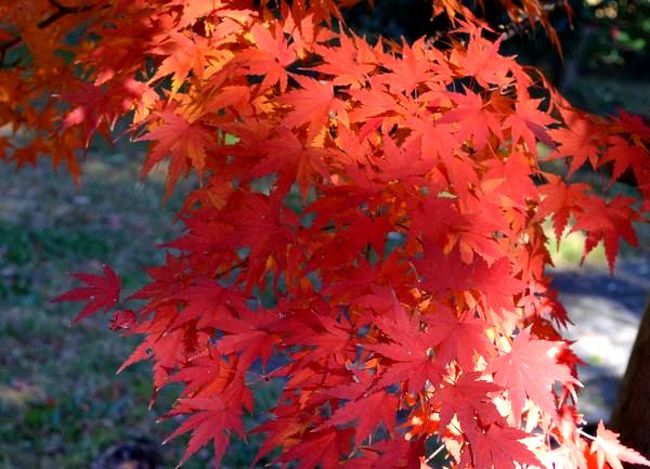 昨年末のことですが　【天皇陛下傘寿記念 「乾通り」一般公開と都内紅葉めぐりとイルミネーション　人形町今半の「牛めし弁当」付き】　に参加した様子を続けます。<br />坂下門から～乾門までが公開された。<br /><br />乾通りの紅葉は見事でした。画像羅列で失礼いたします。<br />イロハモミジの表示や　かや・クヌギ・クロガネモチ・イチイ等の名前の表示などが有りました。<br />沢山の人の列なのに、意外と混乱もなく、皆さんも撮影しながらですのでゆったり進めました。<br />見どころが多いから、カメラは忙しい事でした。<br /><br />だが、一番の騒音はお巡りさんの誘導のハンドマイクです。　<br />折角の美しい景色を台無しに～？？ 渋谷のＤＪポリスとは大違いの話術でした。<br />