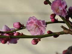 小田原城下の梅を愛でながら寺院を散策。