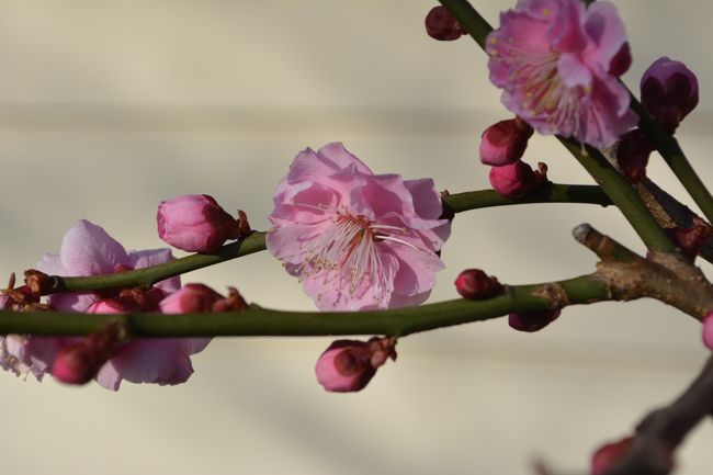 今日は朝から曇天。<br />気温はそれ程低くないので、梅でも見に行こうかなあ?<br />で、有名な曽我は避けて、小田原城下へ行く事にしました。<br />小田原は、古い町の為、寺院が沢山有ります。<br />そんな中でも、相変らず日蓮宗寺院の参拝に力を注ぎます。<br /><br />横須賀(横須賀線)⇒大船(東海道本線)⇒小田原(箱根登山鉄道大雄山線)⇒井細田駅。<br />ここからは、徒歩で歩き詰めます。<br />