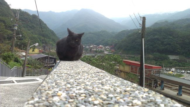 台北から少し遠出してホウトン猫村と平渓を歩きました。たくさんの猫に出会えて癒されました。