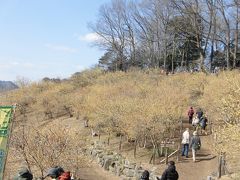 2015冬 長瀞：長瀞アルプスと宝登山のロウバイ園とわらじカツ丼