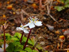 マラソンランナーの足音が響く林の中でひっそりと可憐にそして凛として咲く早春の草花