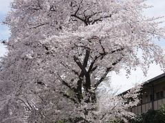 桜撮影会の下見 と本番（東川）  所沢東川・航空公園