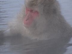 温泉の中のお猿さんとご対面　日帰旅行