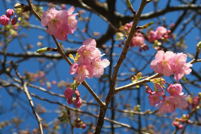 父の喜寿祝で久々に家族そろっての旅。行き先は両親の希望、｢温かいところ」「温泉」「集まりやすい場所」で東伊豆に決定。昼間から飲むことをたくらみ、移動は電車にしました。家族旅行を旅行記にするのは小っ恥ずかしいですが、同世代トラベラーさんの参考になればと思い、上げてみました。<br /><br />【旅程】<br />2/14（土）熱海駅→（JR・伊豆急）→河津駅&lt;河津桜まつり&gt;→熱川駅→（送迎車）→伊豆北川温泉<br />2/15（日）伊豆北川温泉→（送迎車）→伊豆熱川駅&lt;熱川バナナワニ園&gt;→（伊豆急・JR）→熱海駅