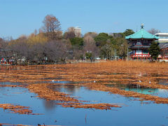 ２０１５　上野公園　不忍池　冬景色　寒桜も咲いて