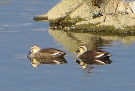 2015早春、春を探しに天白川(2/2)：カルガモ、コガモ、日本水仙、パンジー