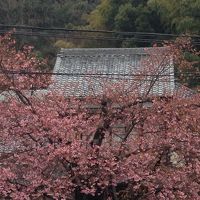 2015年初お花見、河津桜を見に行く。まだ3分咲き