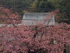 2015年初お花見、河津桜を見に行く。まだ3分咲き