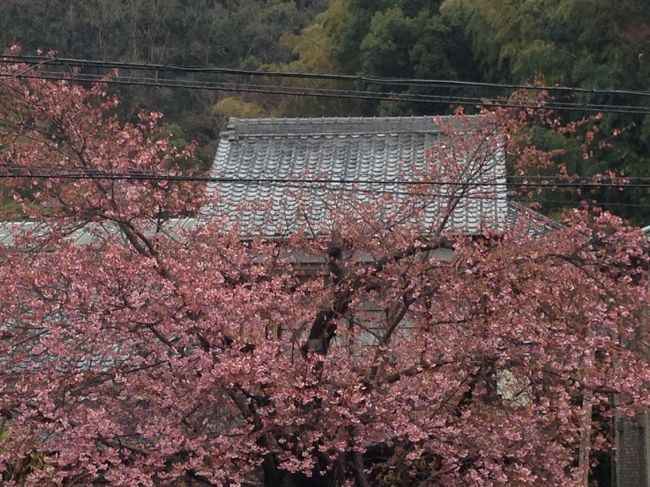 2015年初お花見 河津桜を見に行く まだ3分咲き 河津温泉郷 今井浜 静岡県 の旅行記 ブログ By Flocons De Neigeさん フォートラベル