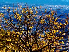 長瀞2/3　宝登山臘梅（ろうばい）園　見頃・晴天　☆秩父連山を背景に