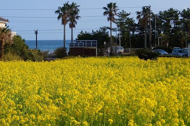 一足早い春を探して　房総半島をドライブしました。<br />フェリーで海を渡って鋸山ハイキング、美味しいお魚を味わい、菜の花畑で戯れ、勝浦漁港では漁獲高日本第二位のカツオ一本釣り漁船の水揚げを見学しました。<br />充実した一泊二日の旅でした。<br /><br />旅程【2月21日】<br /><br />★東京湾フェリー（横須賀・久里浜港から金谷港へ）<br /><br />★鋸山ロープウェー<br /><br />★日本寺ハイキング（百尺観音・地獄のぞき・大仏）<br /><br />★「勝山漁協直営　なぶら」で昼食<br /><br />★道の駅　とみうら「枇杷倶楽部」<br /><br />★野島崎灯台<br /><br />★白間津花畑～菜の花ロード<br /><br />★鴨川　魚見塚展望台<br /><br />★勝浦ヒルトップホテル＆レジデンスに体験宿泊<br /><br />【2月22日】<br /><br />★勝浦朝市<br /><br />★勝浦漁港で『第一八三佐賀明神丸』の水揚げ見学<br /><br />★木更津の證誠寺<br /><br />★木更津のアウトレット