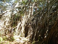 小笠原父島の南部ハイキングと国立天文台VERA小笠原観測所見学