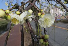 2015早春、名古屋市農業センターの枝垂れ梅ちらほら(1/3)：白梅枝垂れ、紅梅枝垂れ