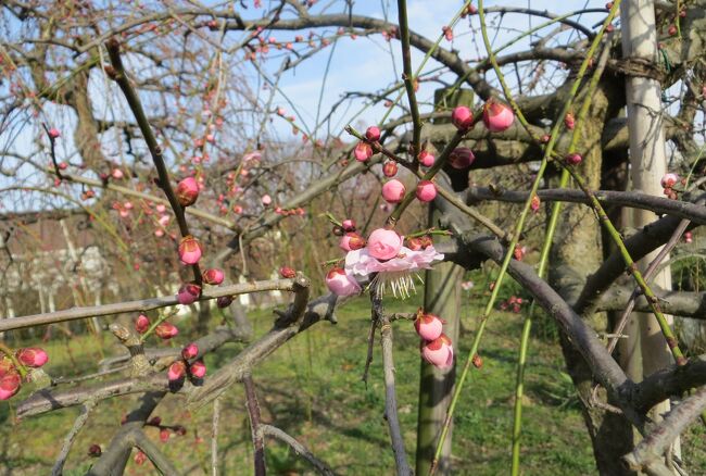 2015早春、名古屋市農業センターの枝垂れ梅ちらほら(2/3)：白梅枝垂れ、紅梅枝垂れ