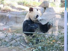 家族サービスのつもりで上野動物園からの梅の花