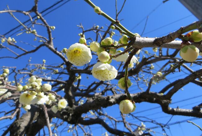 名古屋市農業センターの一分咲ほどの枝垂れ梅の紹介です。