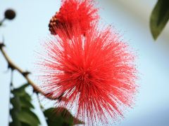 新宿御苑の温室の花！