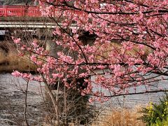 5年ぶりの河津桜は見頃でした