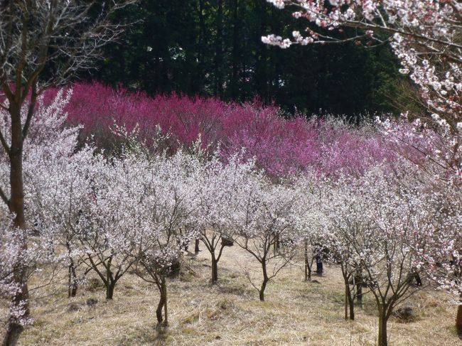 湯河原・幕山公園の梅が見頃をむかえたというので行ってみました。<br />幕山公園は梅の名所として有名なのですが、訪れるのは初めてです。<br /><br />お天気のよい土曜日！<br />混雑覚悟で出発しました～。