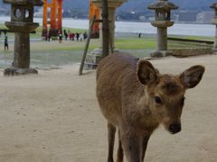 瀬戸内紀行　～世界遺産　厳島神社と鹿のお出迎え～