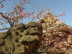 湯島天神の梅、神田明神の梅、　香取神社の梅。