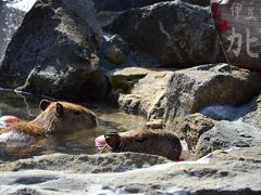 春が来た♪　湯河原＆伊東ゆるり旅（４）～伊豆シャボテン公園のゆかいな動物たち＆続・美味しいもの巡り