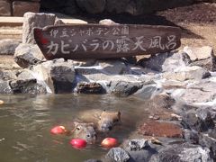 伊豆の冬の風物詩である『伊豆シャボテン公園』の「カピバラの露天風呂」、『伊豆テディベア・ミュージアム』のオープンテラスのあるカフェでティータイム＆「となりのトトロのぬいぐるみ展」編