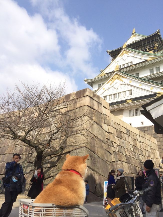 いよいよ帰る日になりました。目の前に泊まりながら時間の都合でまだ訪れていなかった大阪城を観てから帰ることにしました。