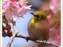 Solitary Journey ［1525］ 早咲き桜、濃いピンク色をした河津桜に群がるメジロ♪撮りに行ってきました。＜上蒲刈島県民の浜＞広島県呉市