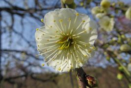 2015早春、咲き始め、名古屋市農業センターの枝垂れ梅(5/5)：緑萼枝垂れ、緋の司枝垂れ