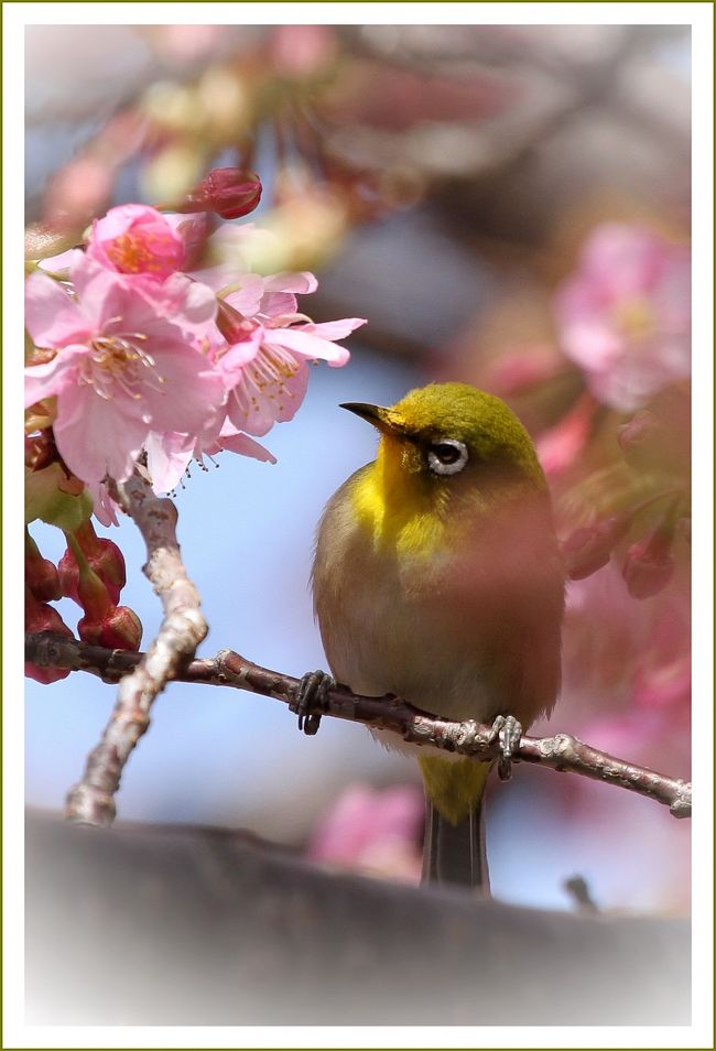 ■上蒲刈島／広島県呉市蒲刈町<br /><br />　蒲刈町は、広島県安芸郡に2005年3月まで存在した町であり、現在は呉市の一部となっています。 <br />　町域は呉市の東方の瀬戸内海に浮かぶ上蒲刈島といくつかの小島からなり、果樹栽培（主にミカン、スモモ）とマリンレジャーで知られます。<br />　近年は弥生時代の製塩法「藻塩焼き」を現代に蘇らせた古代塩「海人の藻塩」の生産地としても知られるようになっています。<br /><br />▼メジロ<br />　メジロは全長約12ｃｍで、スズメよりも小さいです。翼開長は約18ｃｍ。緑がかった背と暗褐色の羽を持ち、雌雄同色です。目の周りの白い輪が特徴であり、名前の由来ともなっています。<br /><br />【手記】<br />　この日も代休日。上蒲刈島「県民の浜」のスイセンがそろそろ見ごろだろうと思い、早速行ってきました。<br />　咲き具合はどうかなって思っていたのですが、もう１週間早く訪れてもいいくらいで、すでに満開状態♪でした。瀬戸内海に面した段々畑に力強く咲くスイセン、きれいでしたよおー。<br />　スイセンスポットとしてはマイナーな場所なので観光客の方はほとんどいませんでした。<br />　近くの県民の浜「輝きの館」周辺に河津サクラが咲いているところがあります。こちらの方は５〜６分咲きでしたが、それでも綺麗でした。メジロがいっぱい蜜を吸いに来ていて観ていて楽しかったです。