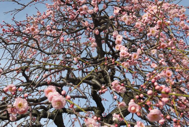 今年二回目の名古屋市農業センターの枝垂れ梅の紹介です。ちらほら咲き始めた前回から4日経ちましたが、まだ一分咲にも達しない、『咲き始め』の状況でした。その中でも、三分咲に近付いた街路樹がありました。<br /><br />4トラベルにアップした、梅の花探訪記の一覧です。<br />○2015名古屋市農業センター：ちらほら<br />http://4travel.jp/travelogue/10985854<br />○2014名古屋市農業センター：散り始め<br />http://4travel.jp/travelogue/10867529<br />○2014名古屋市農業センター：満開<br />http://4travel.jp/travelogue/10866106<br />○2014名古屋市農業センター：七分咲<br />http://4travel.jp/travelogue/10865174<br />○2013名古屋市農業センター：満開<br />http://4travel.jp/travelogue/10865369<br />○2013名古屋市農業センター：三分咲<br />http://4travel.jp/travelogue/10867756<br />○2012大高緑地公園：三分咲<br />http://4travel.jp/travelogue/10984423<br />○2012名古屋市農業センター：五分咲<br />http://4travel.jp/traveler/tabitonokumasan/album/10652616/<br />○2012名古屋市農業センター：一分咲<br />http://4travel.jp/traveler/tabitonokumasan/album/10651043/<br />○2012東山植物園：三分咲<br />http://4travel.jp/traveler/tabitonokumasan/album/10652754/<br />○2012大高緑地公園：やっと見頃の梅林<br />http://4travel.jp/traveler/tabitonokumasan/album/10651024/<br />○2012名古屋市農業センター：今年は遅い梅一輪<br />http://4travel.jp/traveler/tabitonokumasan/album/10649342/<br />○2011名古屋市農業センター：満開<br />http://4travel.jp/traveler/tabitonokumasan/album/10554413/<br />○2010名古屋市農業センター：満開<br />http://4travel.jp/traveler/tabitonokumasan/album/10434834/<br />○2010名古屋市農業センター：咲き始め<br />http://4travel.jp/traveler/tabitonokumasan/album/10432108/<br />○2009名古屋市農業センター：咲き始め<br />http://4travel.jp/traveler/tabitonokumasan/album/10308170/<br />○2009名古屋市農業センター：七分咲き<br />http://4travel.jp/traveler/tabitonokumasan/album/10312766/<br />○2009名古屋市農業センター：散り始め<br />http://4travel.jp/traveler/tabitonokumasan/album/10316048/<br />○2009東山植物園<br />http://4travel.jp/traveler/tabitonokumasan/album/10310494/<br />○2009長浜盆梅展<br />http://4travel.jp/traveler/tabitonokumasan/album/10311614/<br />○2009大高緑地公園<br />http://4travel.jp/traveler/tabitonokumasan/album/10311929/<br />○2008名古屋市農業センター：咲き始め<br />http://4travel.jp/traveler/tabitonokumasan/album/10222000/<br />○2008名古屋市農業センター：満開直前<br />http://4travel.jp/traveler/tabitonokumasan/album/10224578/<br />○2006長浜盆梅展：ほぼ満開<br />http://4travel.jp/travelogue/10155282<br />○2005長浜盆梅展：ほぼ満開<br />http://4travel.jp/travelogue/10391118<br />○2004長浜盆梅展：ほぼ満開<br />http://4travel.jp/travelogue/10427830