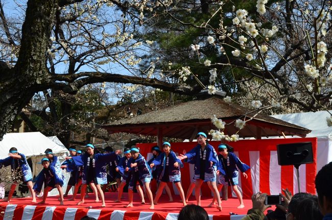 横浜　大倉山公園梅林　観梅会　２０１５年