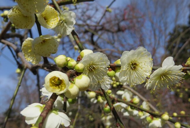 2015早春、咲き始め、名古屋市農業センターの枝垂れ梅(4/5)：呉服枝垂れ、紅枝垂れ