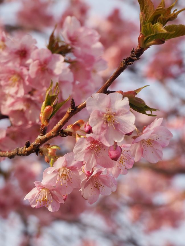 苦手な冬もあと少し。<br />いち早く春を探したくて伊豆へ行ってきました。<br /><br /><br />おいしい新鮮なお魚＆日本酒に舌鼓をうち<br />そして日本のすばらしい文化の温泉でほっこりして<br />日本の伝統のお雛様をながめて<br />日本が誇る花サクラを愛でる<br /><br />日本っていいなぁ。と感じる週末でした。<br /><br />春よこい、早く来い♪<br /><br />☆旅行形態　個人旅行<br />☆交通機関：ローカル電車<br />☆ホテル：ハーベストクラブ伊東<br />☆お世話になったWeb<br />○ハーヴェストクラブ　http://www.resorthotels109.com/ito/<br />○伊豆河津桜まつり情報局　http://www.kawazuzakura.net/<br /><br />(上記のリンクは手配当時のものです）<br /><br /><br /><br /><br />