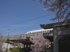 京都で新幹線と桜と鳥居が一度に撮れる！京都駅近の桜散策！