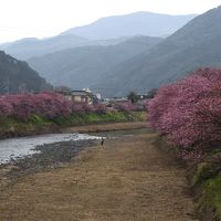 河津桜と金目鯛と高足ガニの周遊