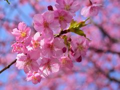 三浦海岸の河津桜をまぐろきっぷで満喫！