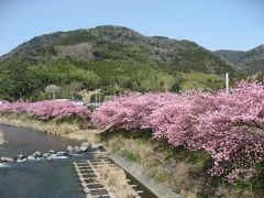 ’１５　伊豆に河津桜を見に行こう１　河津桜まつり編